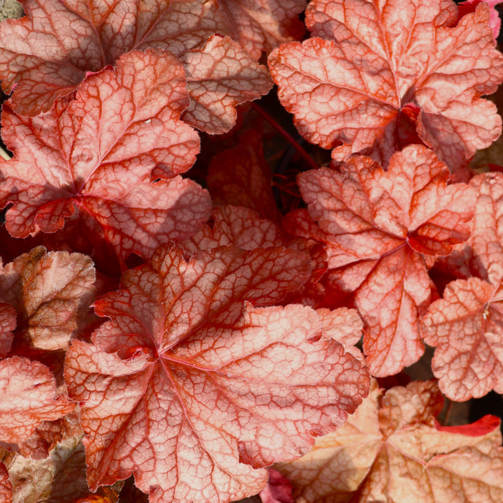 Heuchera 'Peach Smoothie' PPAF Coral Bells, 1 Gallon Perennial