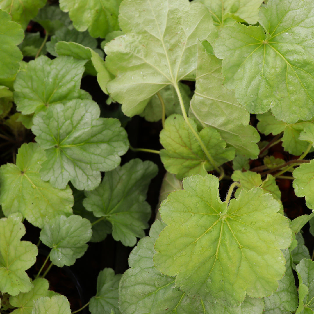 Heuchera 'Sea Glass' Coral Bells, 1 Gallon Perennial