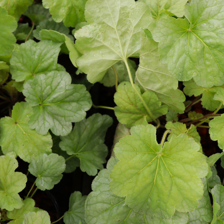 Heuchera 'Sea Glass' Coral Bells, 1 Gallon Perennial