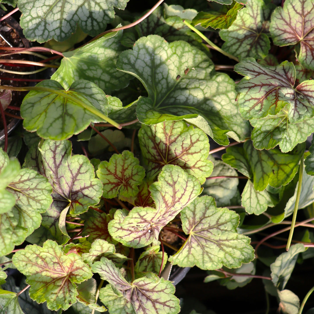 Heuchera 'Green Spice' Coral Bells, 4 Inch/Quart Perennial