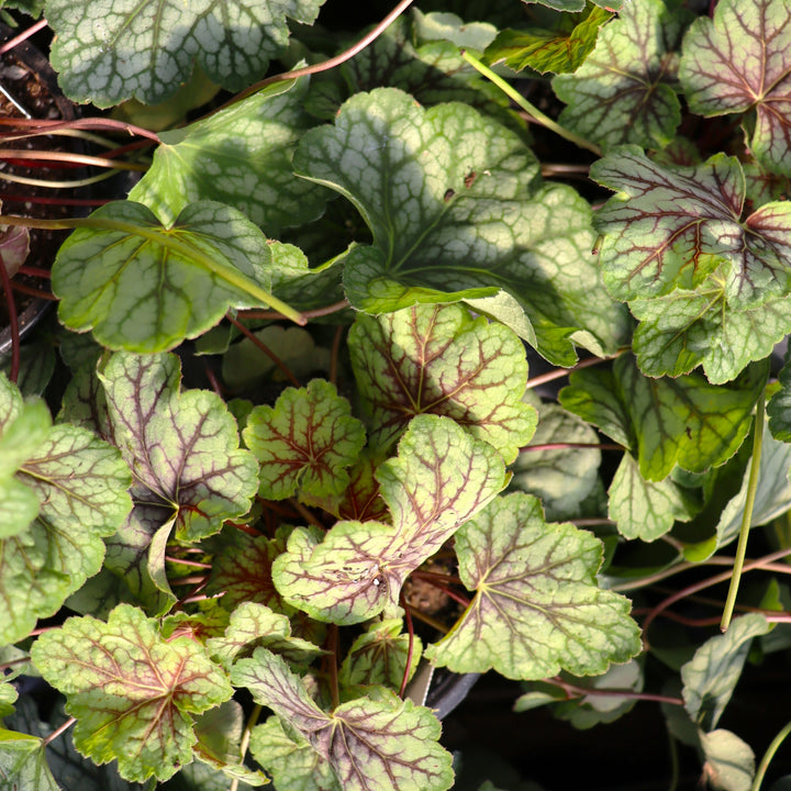 Heuchera 'Green Spice' Coral Bells, 4 Inch/Quart Perennial