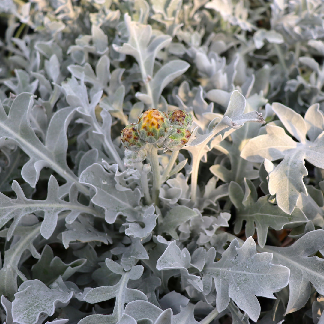 Centaurea 'Chrome Fountain' Dusty Miller, 1 Gallon Perennial