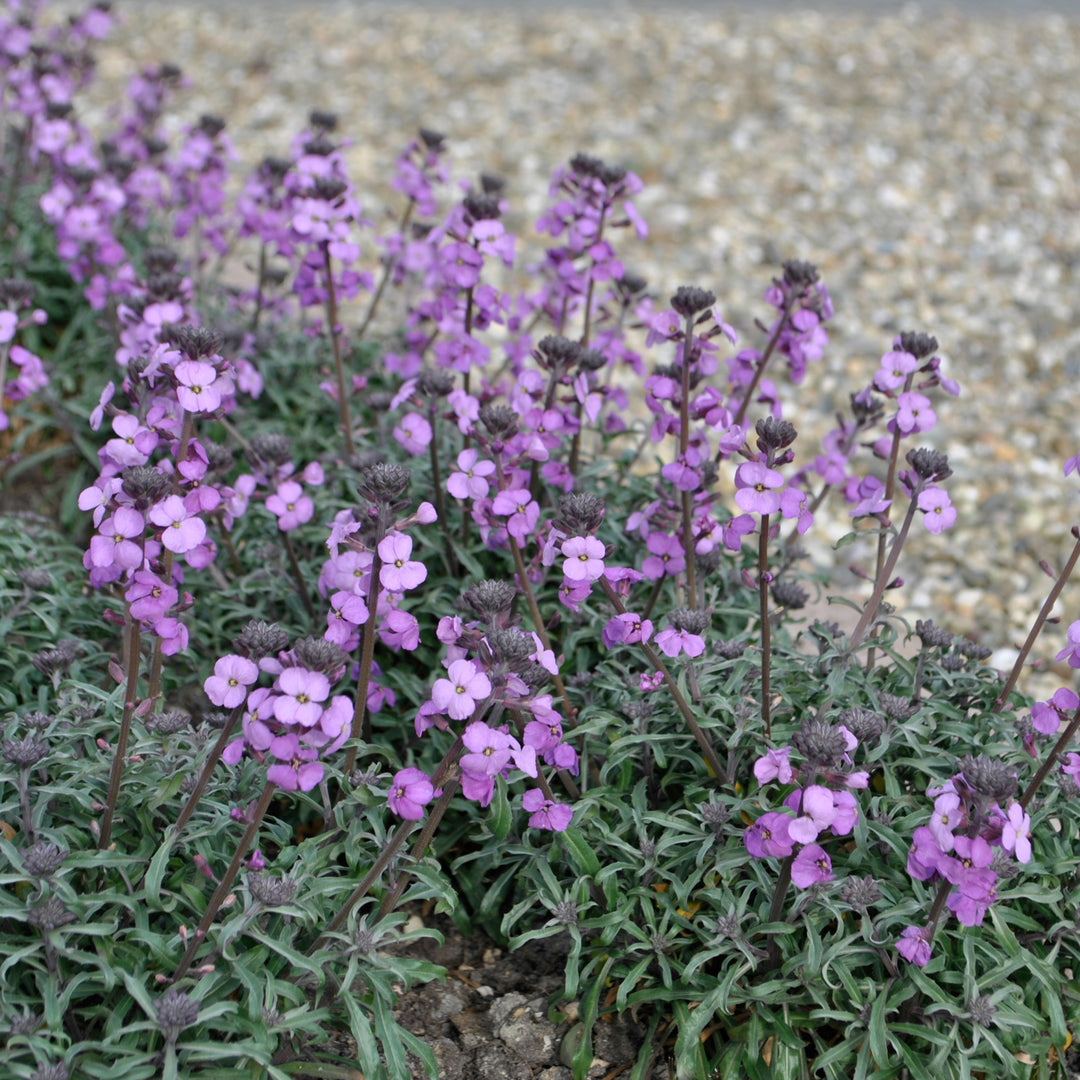 Erysimum linifolium 'Bowles Me Away' PP29380 Wallflower, 1 Gallon Perennial