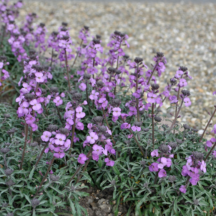 Erysimum linifolium 'Bowles Me Away' PP29380 Wallflower, 1 Gallon Perennial