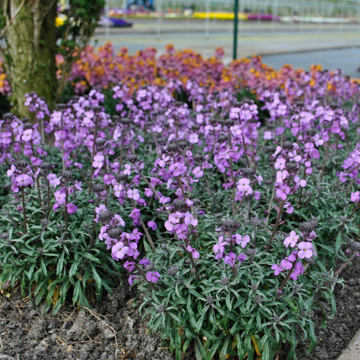 Erysimum linifolium 'Bowles Me Away' PP29380 Wallflower, 1 Gallon Perennial
