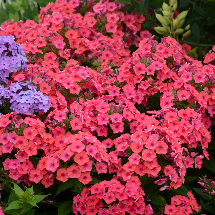 Phlox paniculata 'Flame Coral' PP22234 Flame™ Coral Garden Phlox, 1 Gallon Perennial
