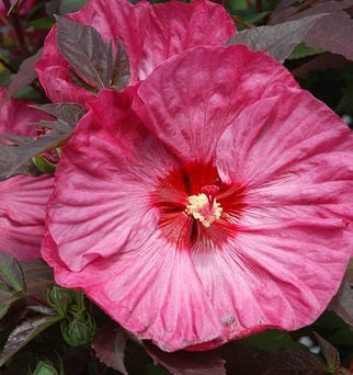 Hibiscus x 'Berry Awesome' PP27936 Summerific® Berry Awesome Hardy Hibiscus, 2 Gallon Perennial