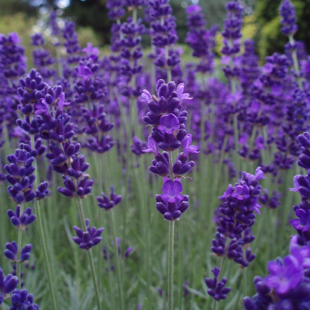 Lavandula angustifolia 'Armtipp01' PP24827 Big Time Blue English Lavender, 1 Quart Perennial