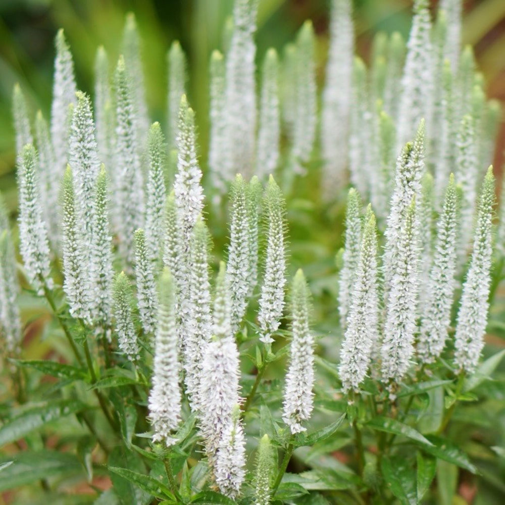 Veronica spicata 'Snow Candles' PP28777 Veronica, 1 Gallon Perennial