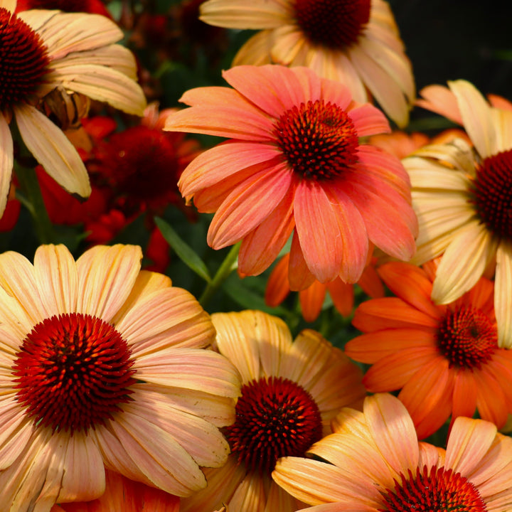 Echinacea 'Balsomambo' Sombrero® Mandarin Mambo Coneflower, 1 Gallon Perennial