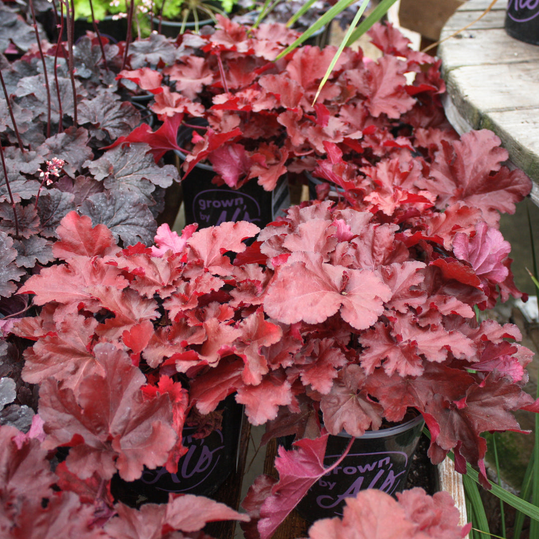Heuchera 'TNHEUFR' PP29644 Forever® Red Coral Bells, 1 Gallon Perennial