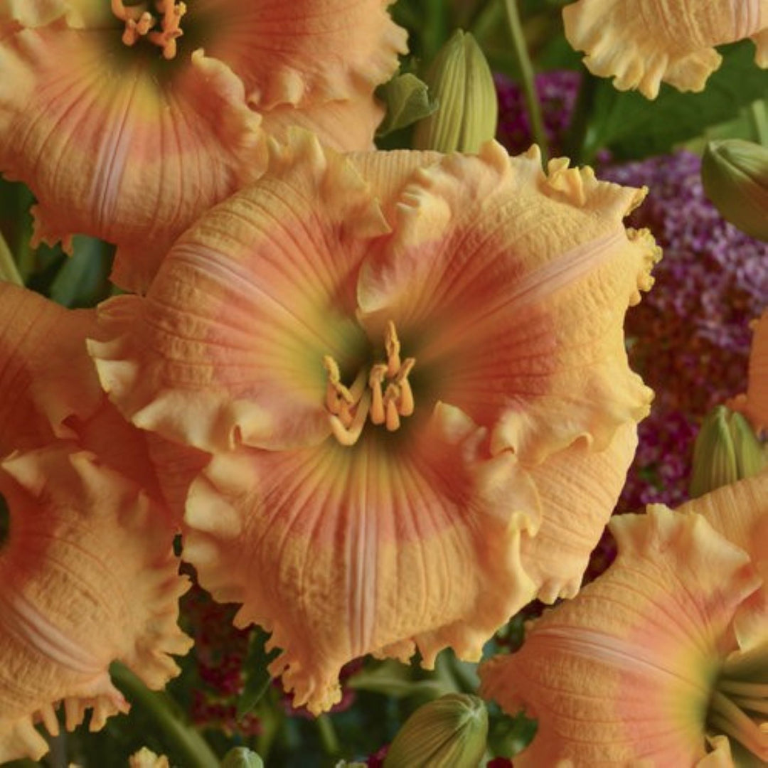 Hemerocallis x 'Orange Smoothie' PP28643 Rainbow Rhythm® Orange Smoothie Daylily, 1 Gallon Perennial