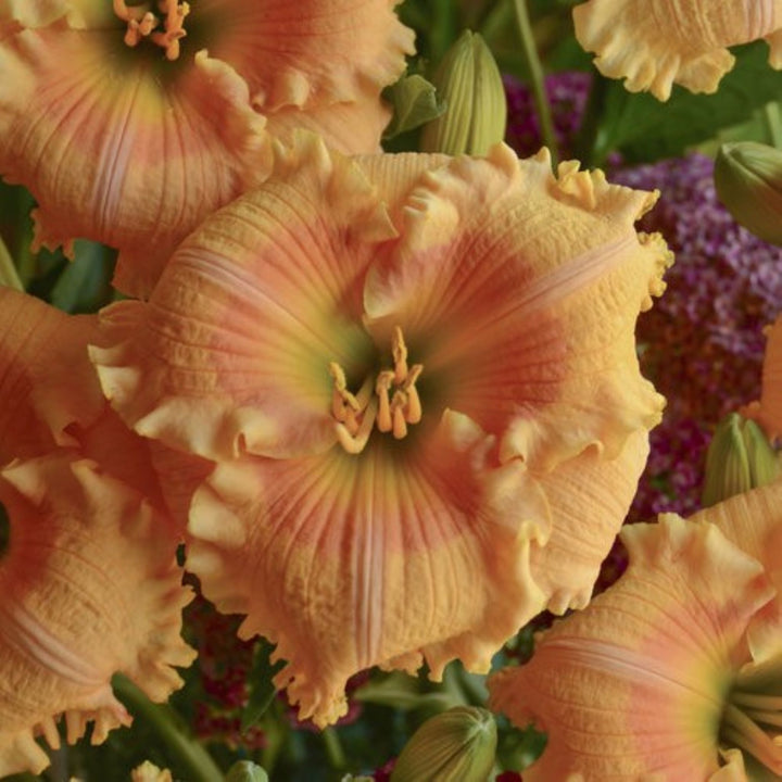 Hemerocallis x 'Orange Smoothie' PP28643 Rainbow Rhythm® Orange Smoothie Daylily, 1 Gallon Perennial