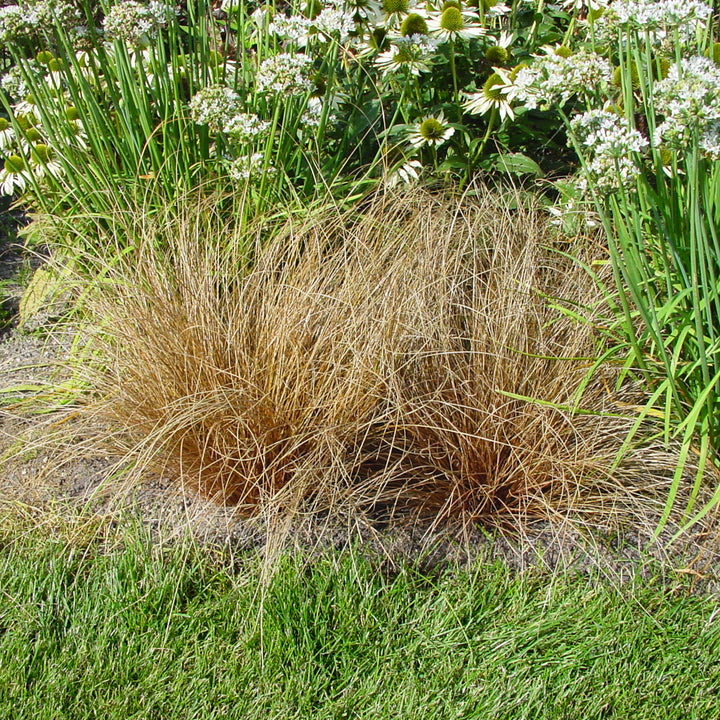 Carex comans 'Bronco' PPAF Sedge Grass, 1 Quart Perennial