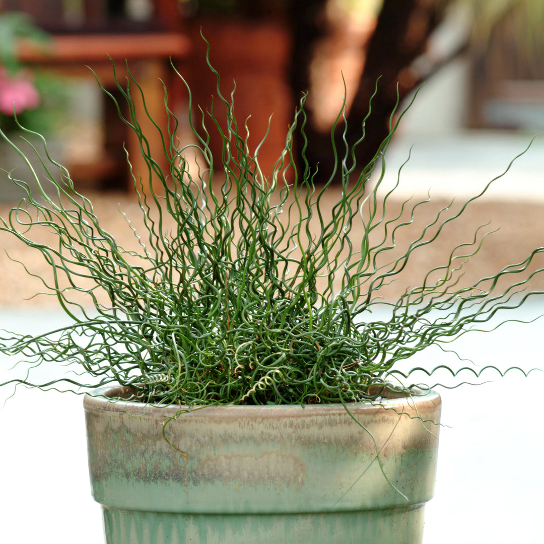 Juncus effusus var. spiralis 'Twister' Twister ColorGrass® Soft Rush, 1 Quart Perennial