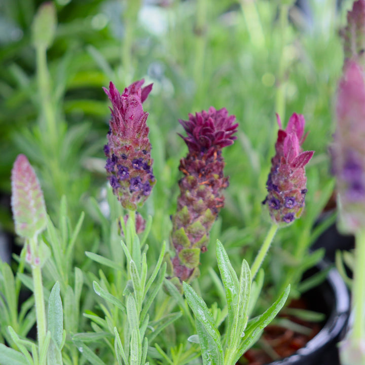 Spanish Lavender