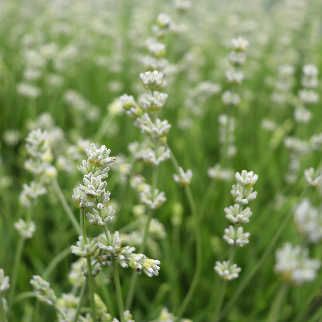 Lavandula angustifolia 'La Diva Spirit White' English Lavender, 1 Gallon Perennial