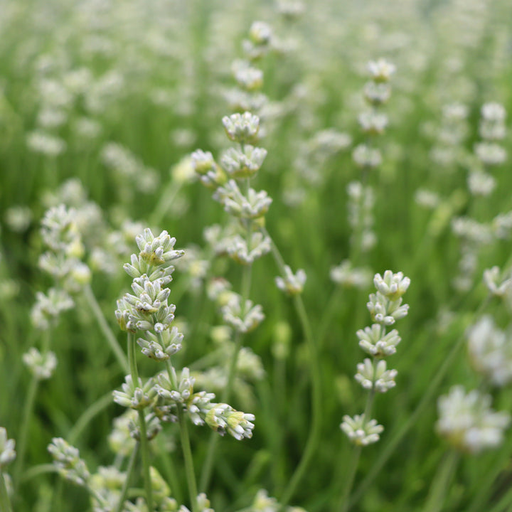 Lavandula angustifolia 'La Diva Spirit White' English Lavender, 1 Gallon Perennial