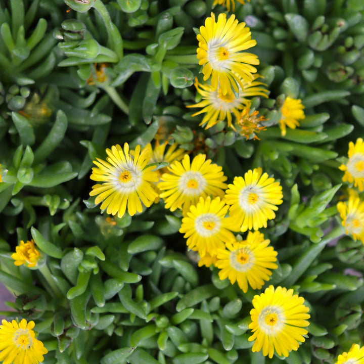 Ice Plant