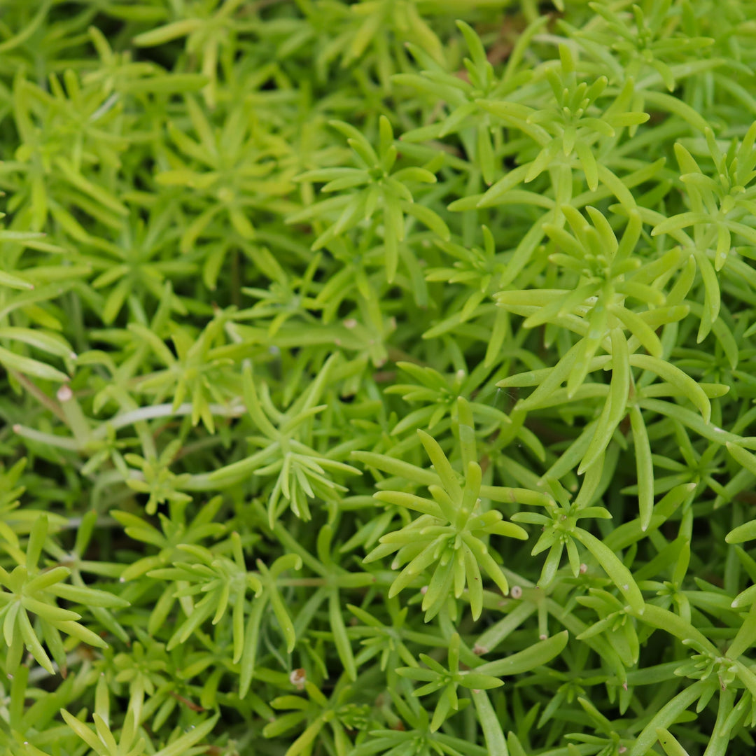 Sedum 'Gold Mound' Sedum, 4 Inch Annual