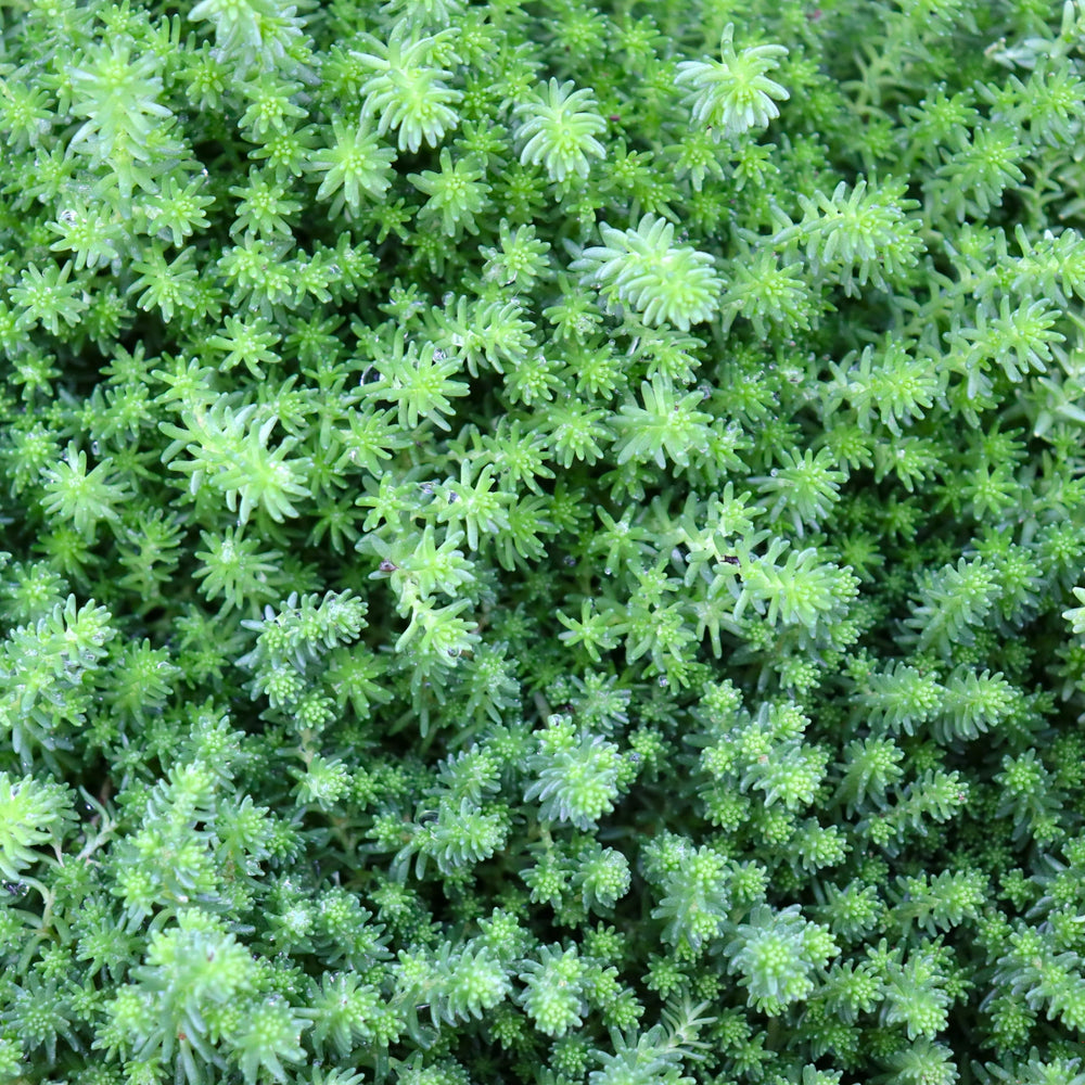 Sedum 'Green Citrine' Sedum, 4 Inch Annual