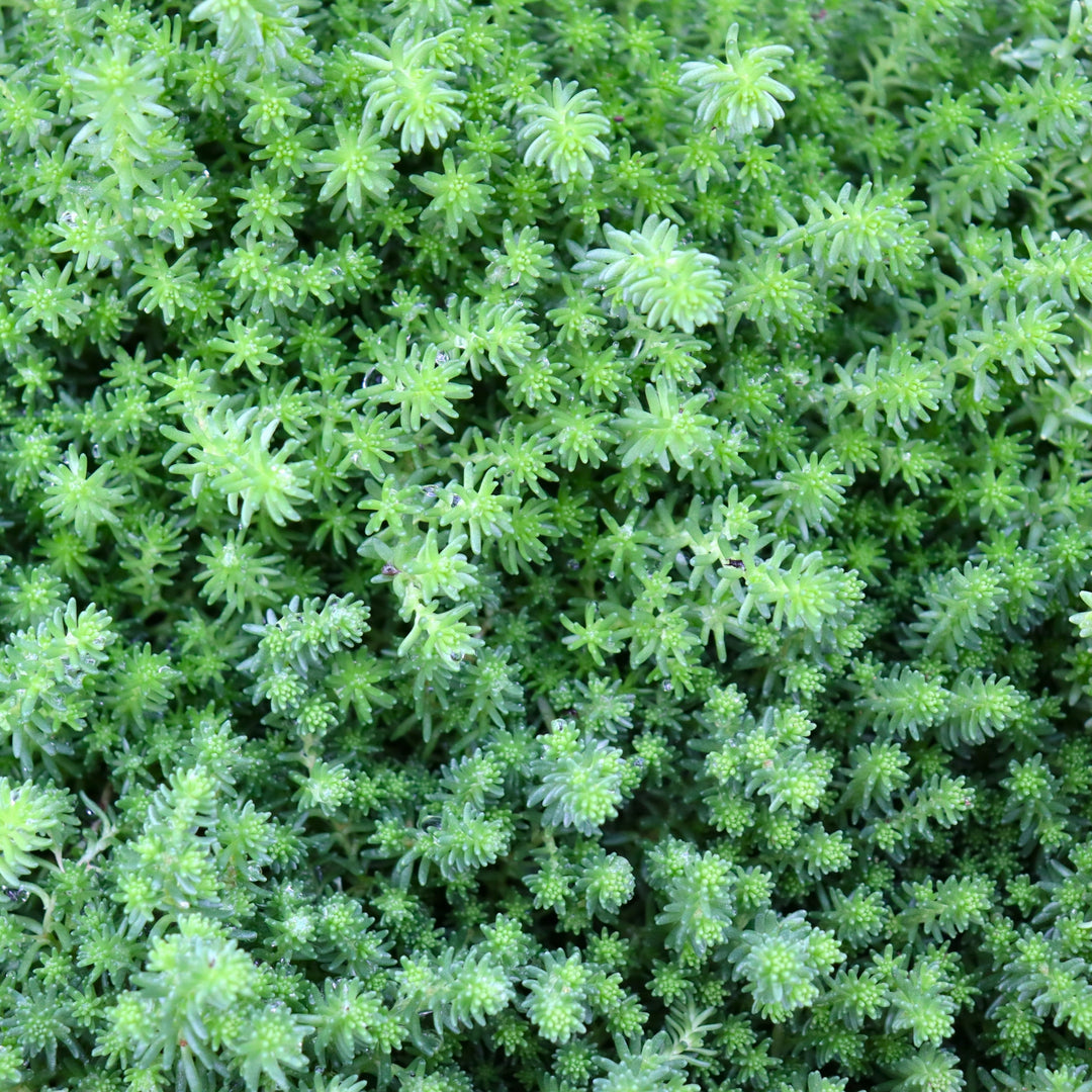 Sedum 'Green Citrine' Sedum, 4 Inch Annual