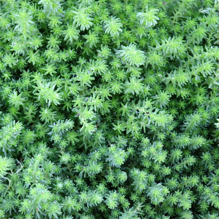 Sedum 'Green Citrine' Sedum, 4 Inch Annual