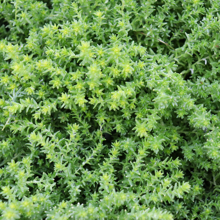 Sedum 'Little Glow' Sedum, 4 Inch Annual