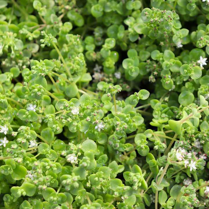 Sedum 'Little Shine' Sedum, 4 Inch Annual