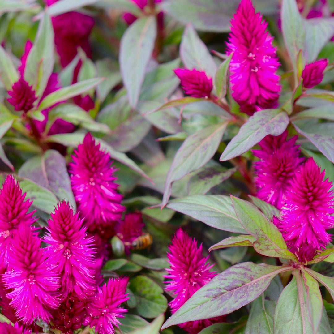 Celosia 'Intenz Dark Purple' Intenz™ Dark Purple Celosia, 8 Inch Annual