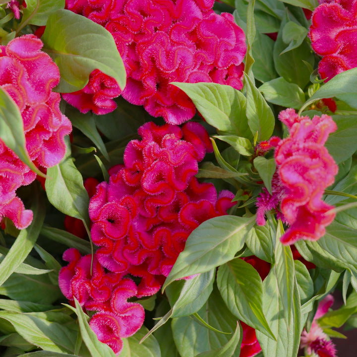 Celosia 'Twisted Bright Pink' Celosia, 8 Inch Annual