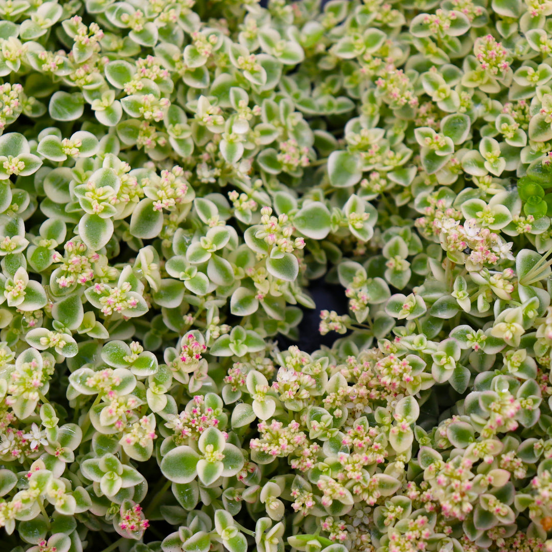 Sedum 'Little Shimmer' Sedum, 4 Inch Annual