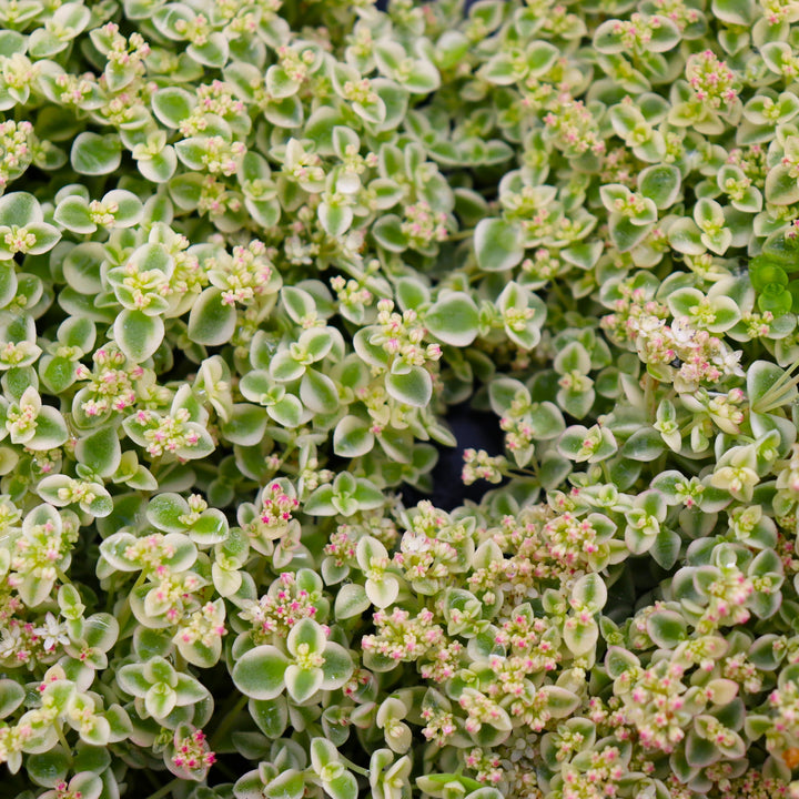 Sedum 'Little Shimmer' Sedum, 4 Inch Annual