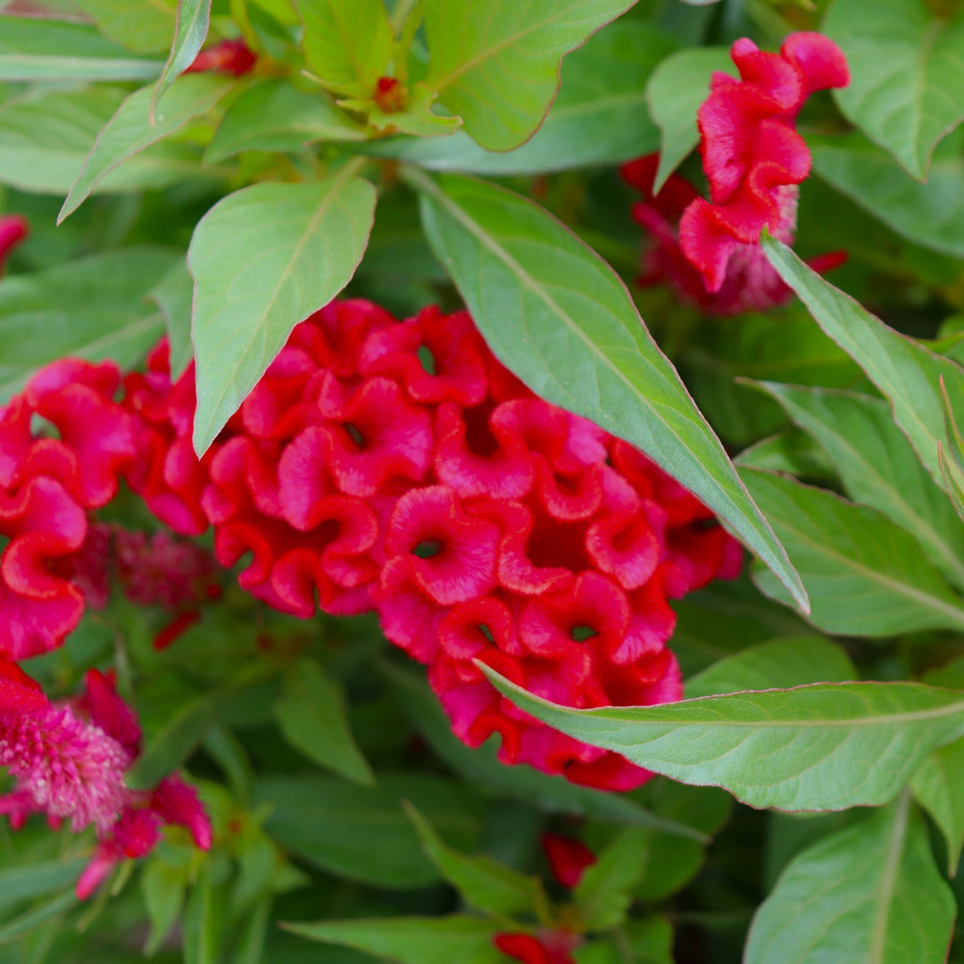 Celosia 'Twisted Strawberry' Celosia, 8 Inch Annual