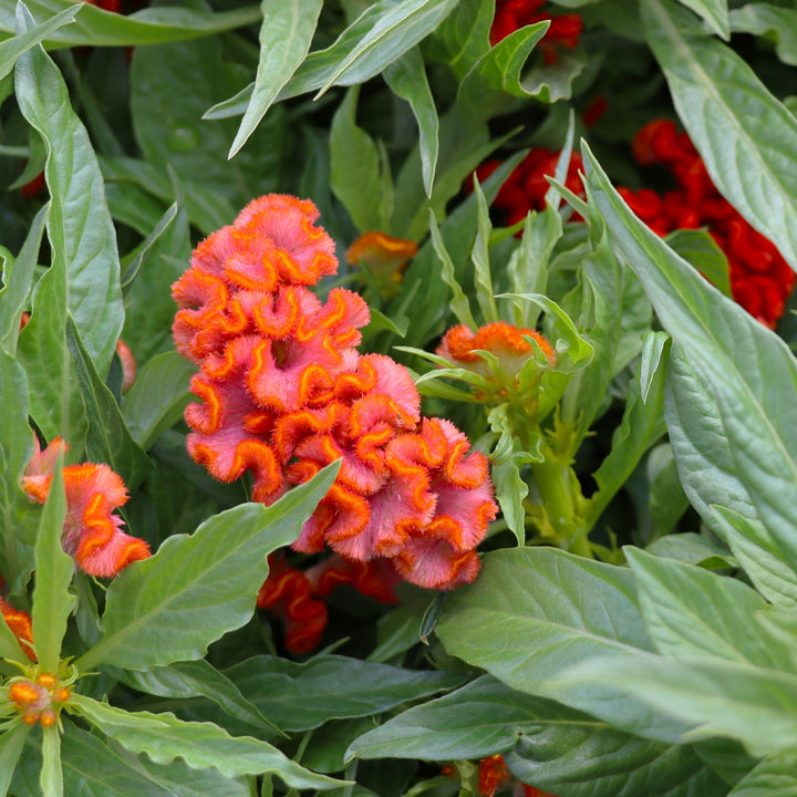 Celosia 'Twisted Orange' Celosia, 8 Inch Annual