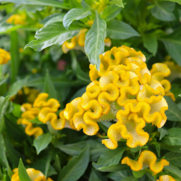 Celosia 'Twisted Yellow' Celosia, 8 Inch Annual