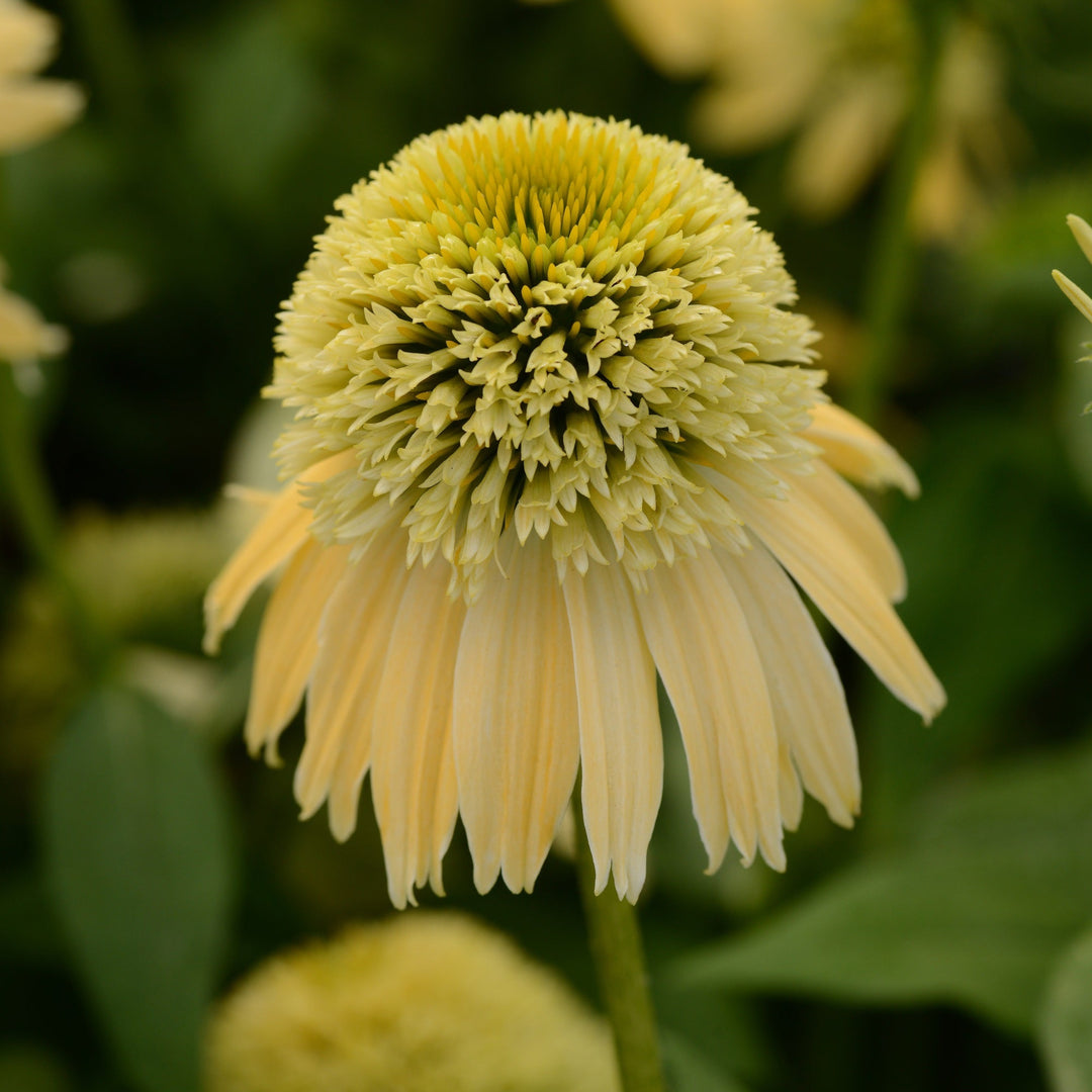 Echinacea 'Balsclemc' PP27858 Double Scoop™ Lemon Cream Coneflower, 1 Gallon Perennial