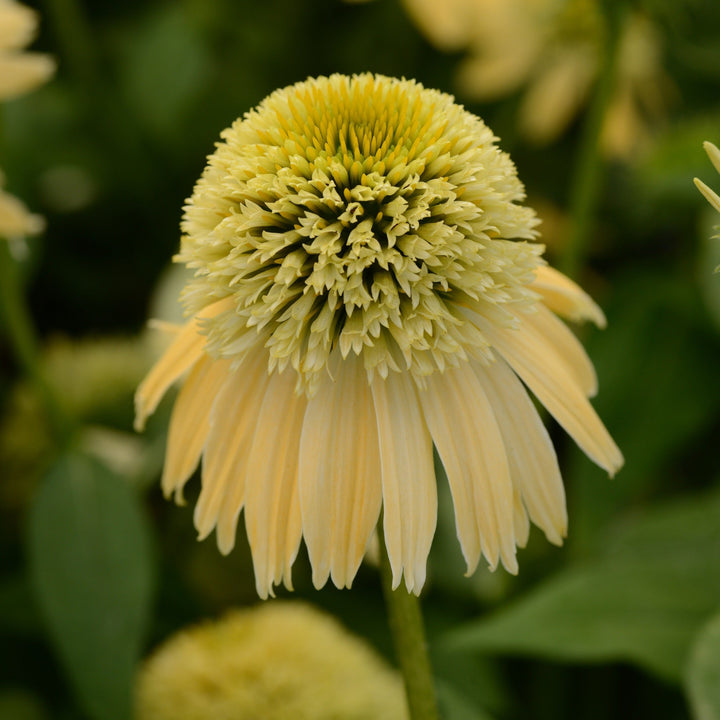 Echinacea 'Balsclemc' PP27858 Double Scoop™ Lemon Cream Coneflower, 1 Gallon Perennial