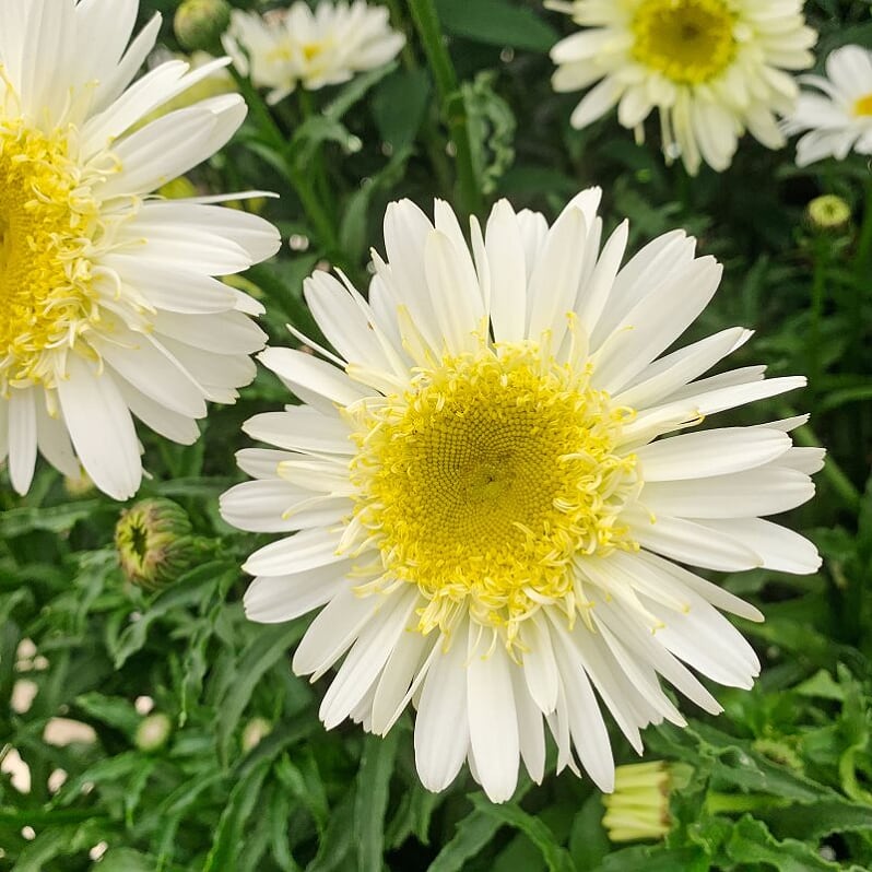 Leucanthemum × superbum 'Sweet Daisy Birdy' Sweet Daisy® Birdy Shasta Daisy, 1 Gallon Perennial