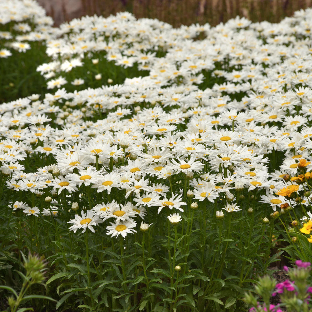 Leucanthemum × superbum 'Sweet Daisy Birdy' Sweet Daisy® Birdy Shasta Daisy, 1 Gallon Perennial