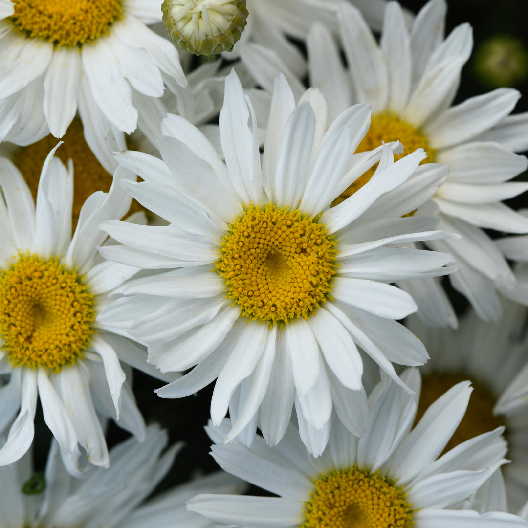 Leucanthemum × superbum 'Sweet Daisy Birdy' Sweet Daisy® Birdy Shasta Daisy, 1 Gallon Perennial
