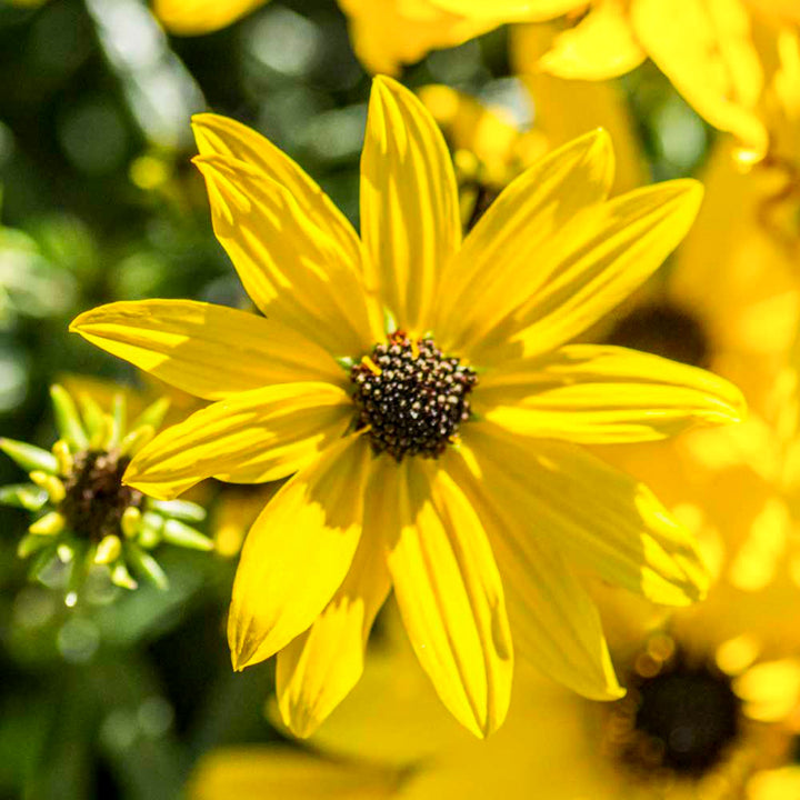 Helianthus salicifolius 'Autumn Gold' PP30117 Hardy Sunflower, 1 Gallon Perennial