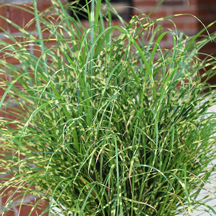 Miscanthus sinensis 'Bandwidth' Miscanthus, 1 Gallon Perennial