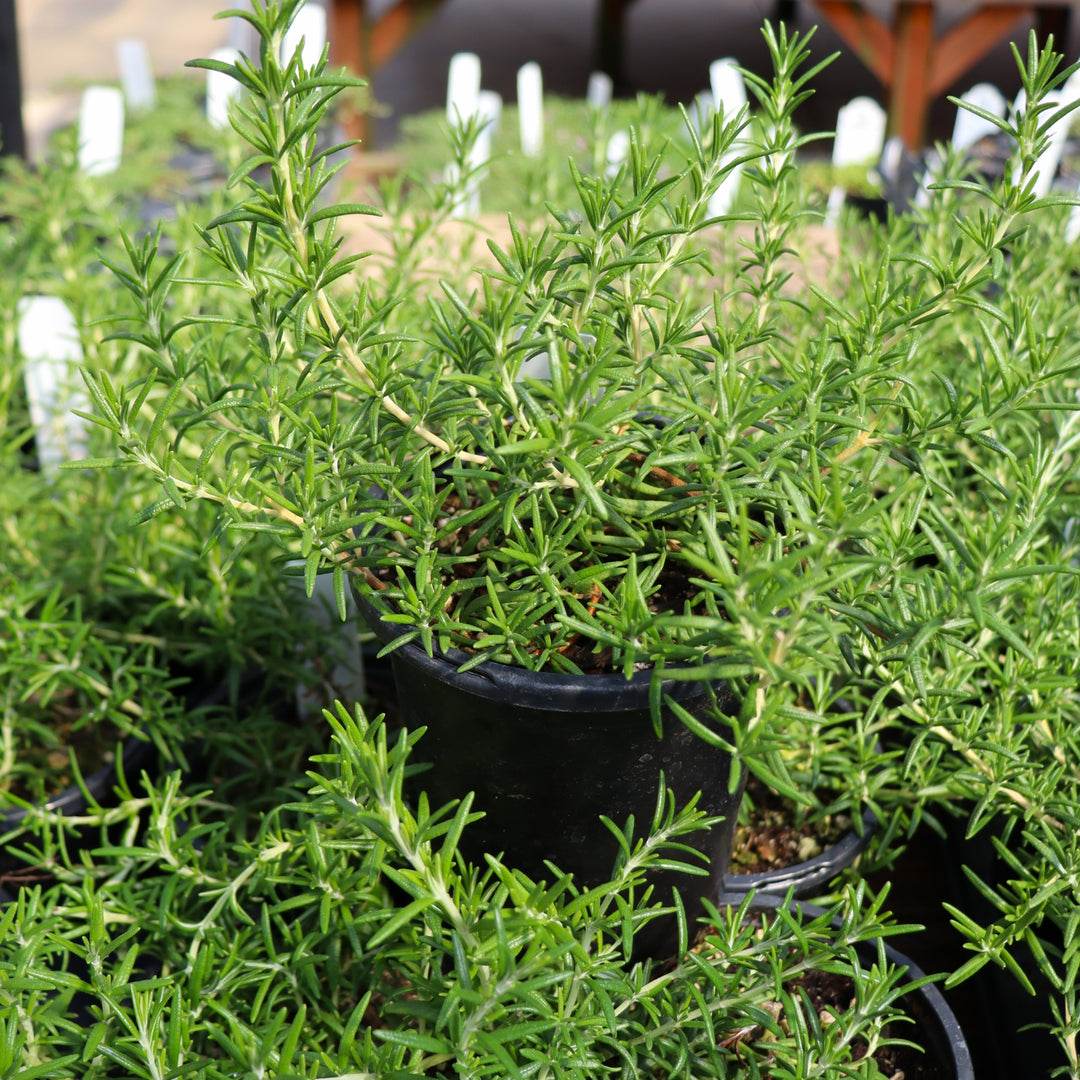 Salvia rosmarinus 'Prostratus' Rosemary, 1 Quart Perennial