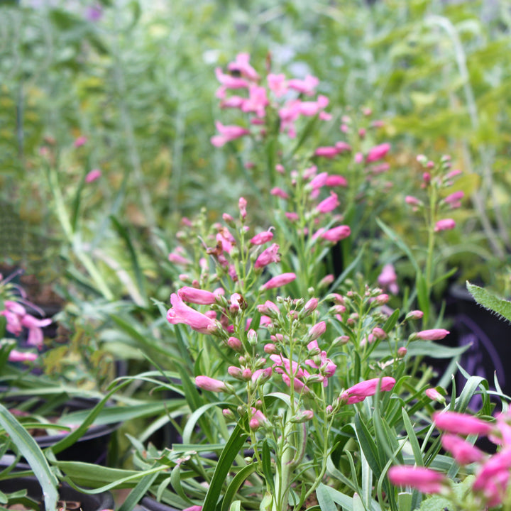Penstemon barbatus 'Pristine Pink' Pristine™ Pink Penstemon, 1 Gallon Perennial