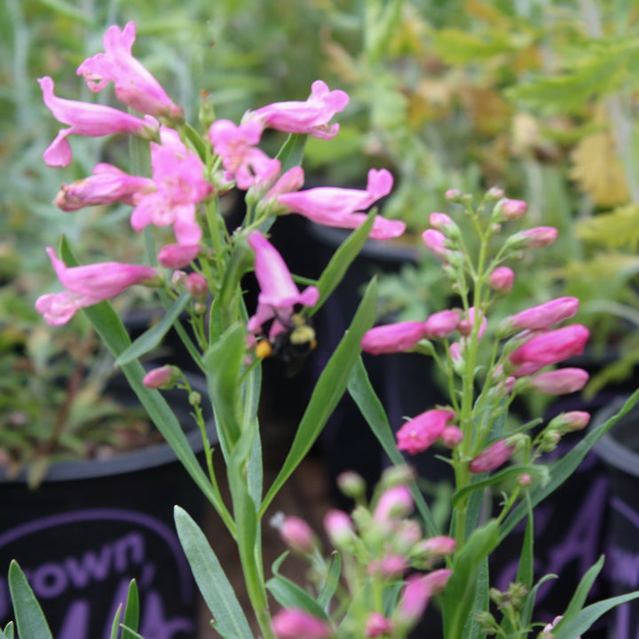 Penstemon barbatus 'Pristine Pink' Pristine™ Pink Penstemon, 1 Gallon Perennial