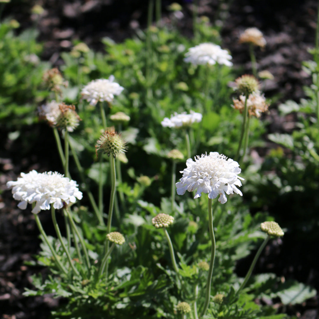 Scabiosa columbaria 'Balflutturite' PP30119 Flutter™ Pure White Pincushion Flower, 1 Gallon Perennial