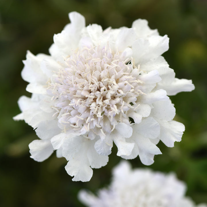 Scabiosa columbaria 'Balflutturite' PP30119 Flutter™ Pure White Pincushion Flower, 1 Gallon Perennial