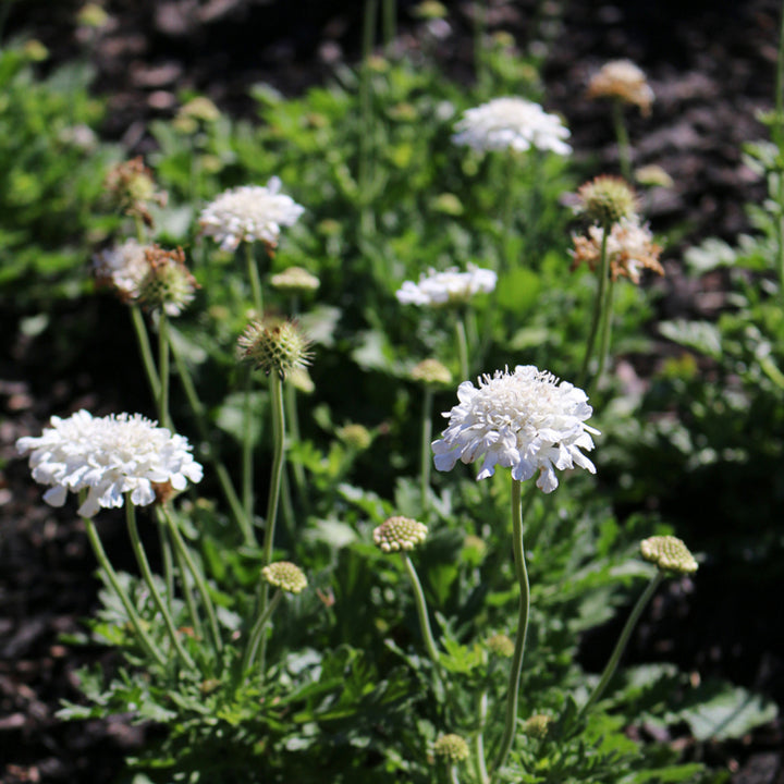 Scabiosa columbaria 'Balflutturite' PP30119 Flutter™ Pure White Pincushion Flower, 1 Quart Perennial