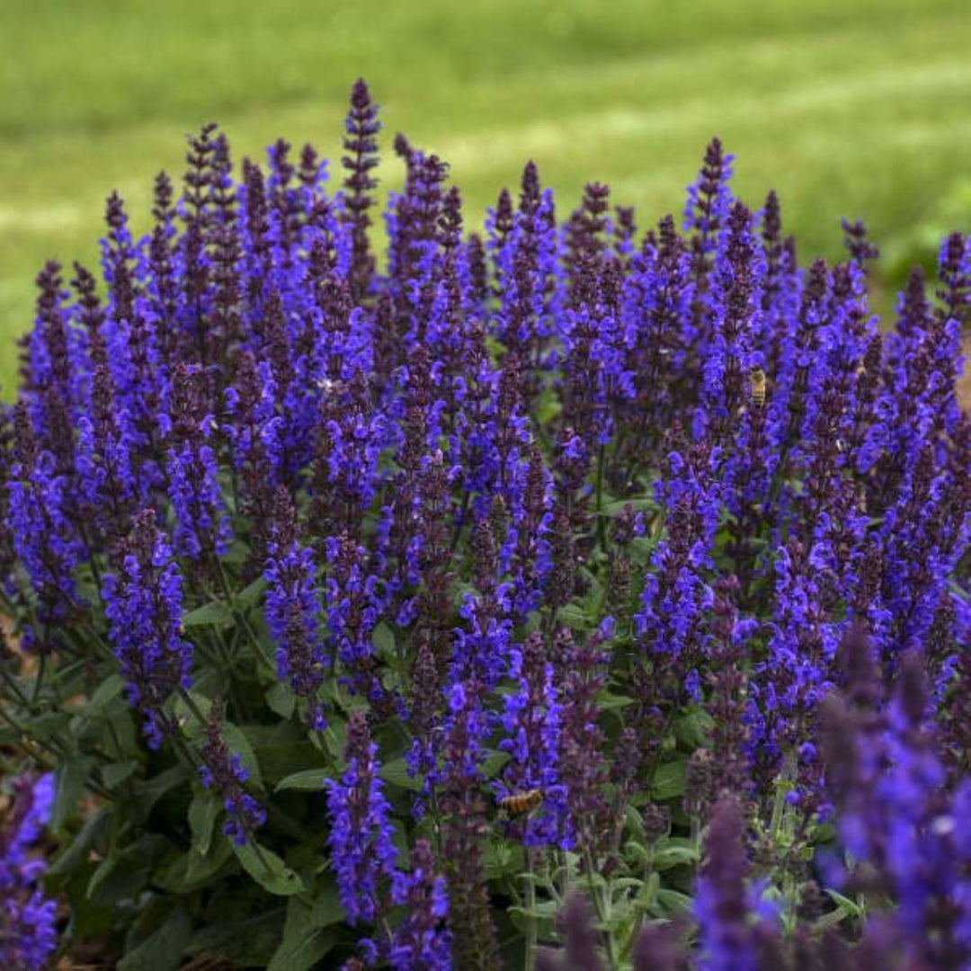Salvia nemorosa 'Bumbleblue' Salvia, 1 Gallon Perennial